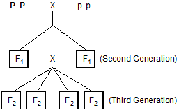 graphic of a genetic diagram