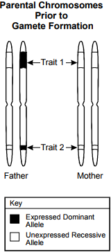 diagram labeled Parental Chromosomes Prior to Gamete Formation