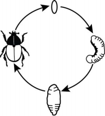 The illustration shows a circular path from egg to larva to pupa to beetle, then back to egg.